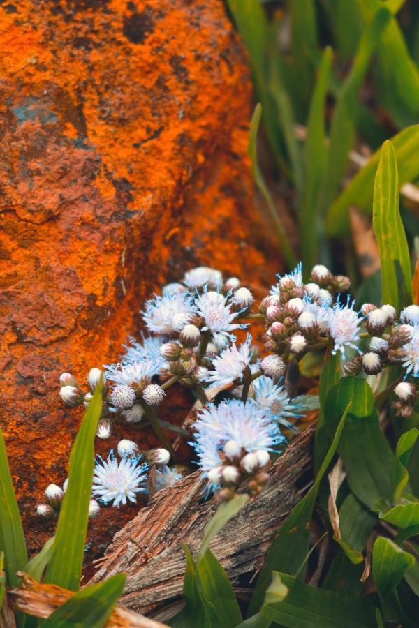 Pousada Flor De Lotus Dos Canyons برايا جراندي المظهر الخارجي الصورة